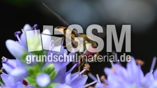 Garten-Schwebfliege (5).jpg